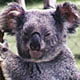 Koala's are marsupials.